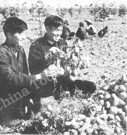 
Une bonne récolte de patates douces plantées entre des rangées de pêchers et de poiriers.
Lou Tche-kouang
