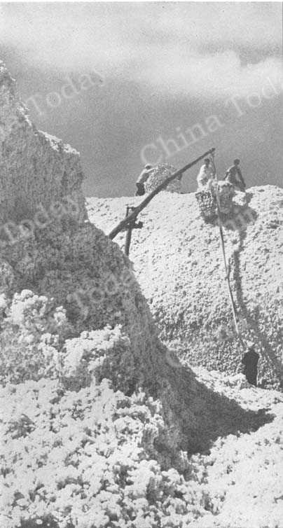 
En 1959, la cosecha de algodón de la comuna popular de Chiliying, fue la más grande que se ha obtenido, a pesar del mal tiempo y de las pestes
Tang Mao-lin
