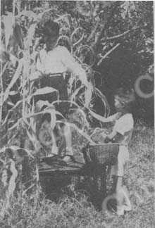 
Fotos de Chang Chu
Yen-jen y Jo-ping cosechan maíz que ellos mismos cultivan en nuestro patio
